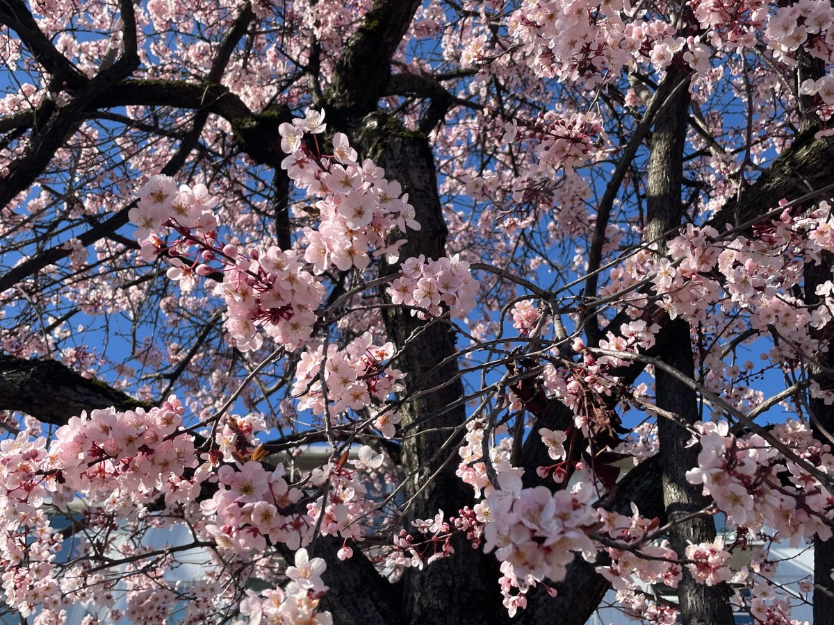 Cherry Blossoms at UW: My Seattle Spring&nbsp;Experience