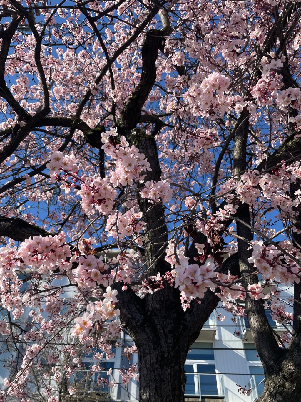 Cherry Blossoms at UW: My Seattle Spring&nbsp;Experience