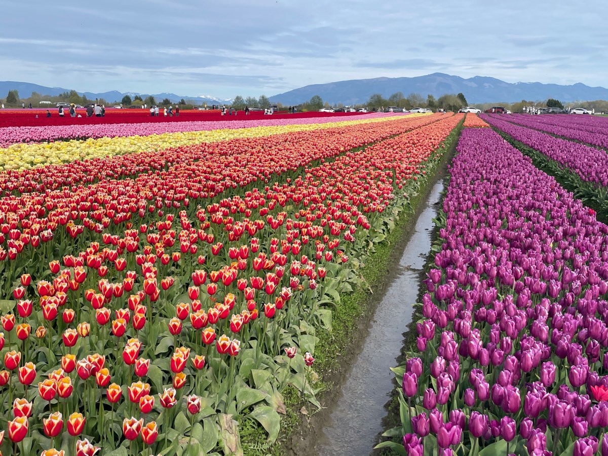 Best Seattle Spring Day Trip: Tulip Fields in Skagit&nbsp;Valley