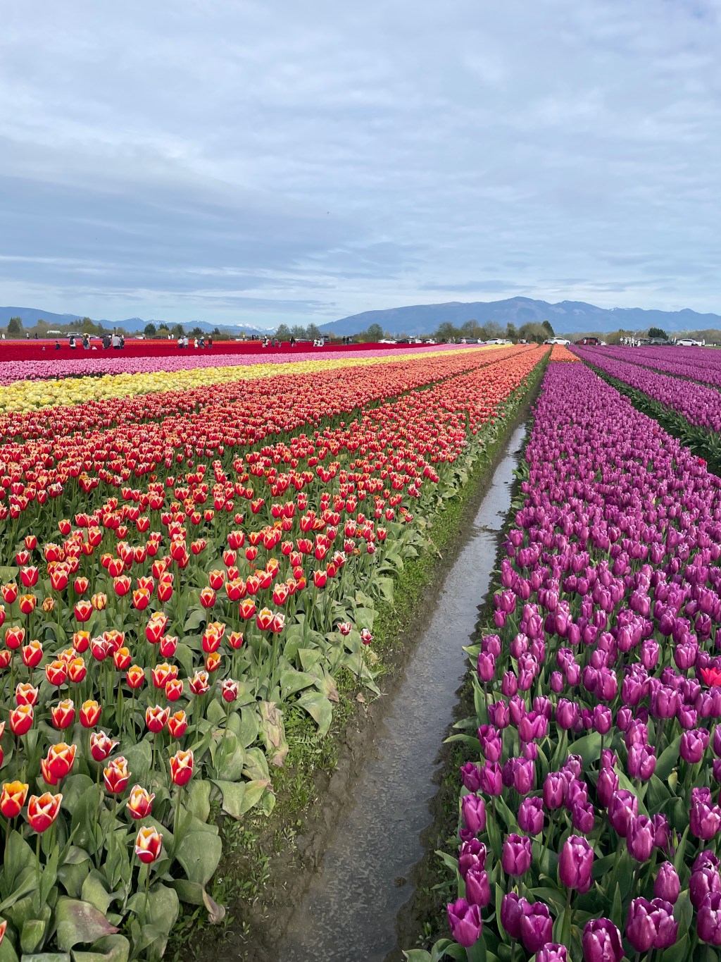 Best Seattle Spring Day Trip: Tulip Fields in Skagit&nbsp;Valley